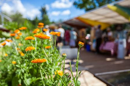 Symbolbild Markt im Sommer mit orangenen Blumen im Vordergrund