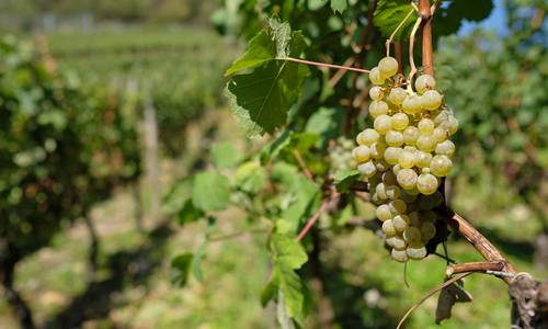 Weinrebe und Trauben im Weinberg