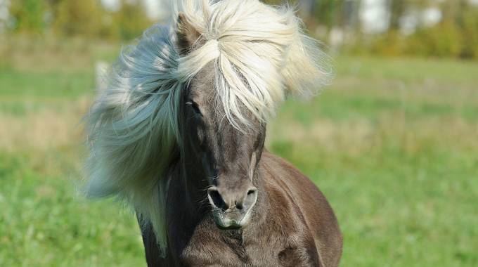 horse 1330696 1920