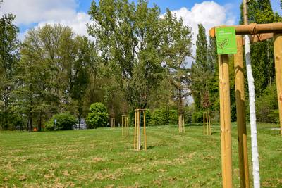 Die Klimabäume an einer Wiese am Rheinufer in der Nähe des Bootshaus Oberkassel