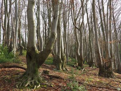 Reste eines Rahmbuschs im Siebengebirge