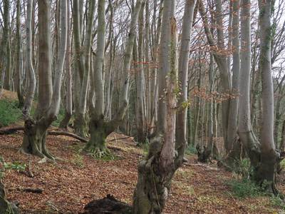 Durchgewachsene Rahmbuchen am Weilberg