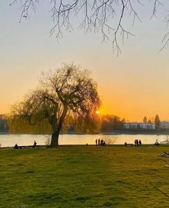 Trauerweide auf einer Wiese am Rhein im Sonnenuntergang