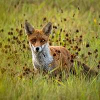 Bernd Giershausen   Fuchs