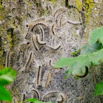 Eichenprozessionsspinner an einem Eichenbaum