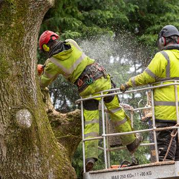 Zwei Arbeiter beschneiden im Baum Äste