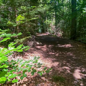 Das Siebengebirge bietet an Hitzetagen viele Möglichkeiten zum Abkühlen. © Stadt Königswinter/Pressestelle Waldweg im Siebengebirge