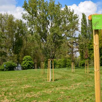 Die Klimabäume an einer Wiese am Rheinufer in der Nähe des Bootshaus Oberkassel