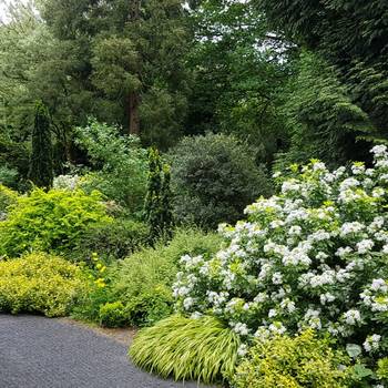 Arboretum im Park Härle