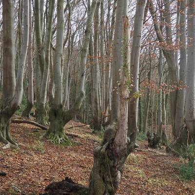 Durchgewachsene Rahmbuchen am Weilberg