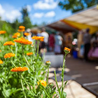 Symbolbild Markt im Sommer mit orangenen Blumen im Vordergrund