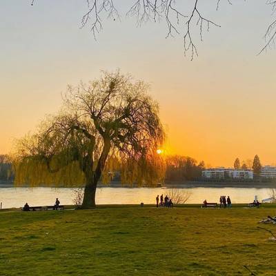 Trauerweide auf einer Wiese am Rhein im Sonnenuntergang