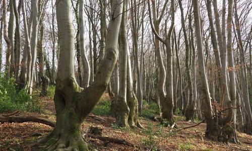Reste eines Rahmbuschs im Siebengebirge