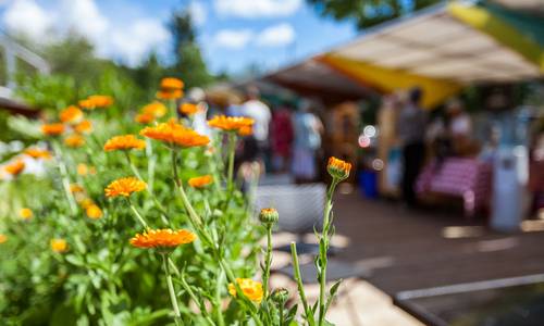 Symbolbild Markt im Sommer mit orangenen Blumen im Vordergrund
