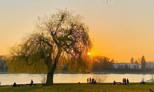 Trauerweide auf einer Wiese am Rhein im Sonnenuntergang