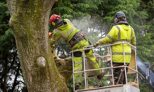 Zwei Männer mit Schutzwesten bei Baumfällarbeiten