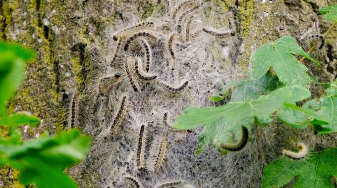 Eichenprozessionsspinner an einem Eichenbaum