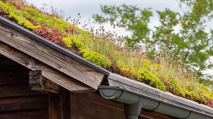 plants on roof top von budimir jevtic adobestock 519452113
