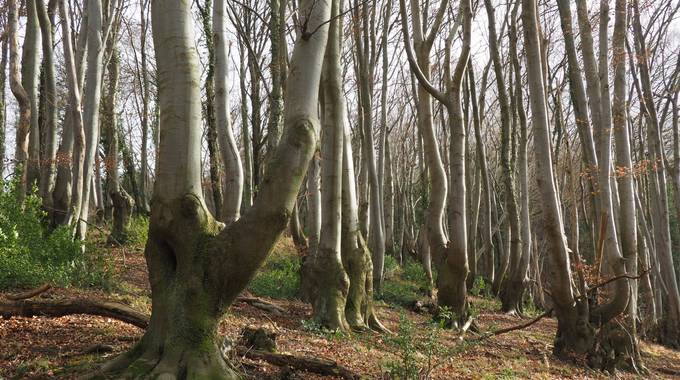 Reste eines Rahmbuschs im Siebengebirge