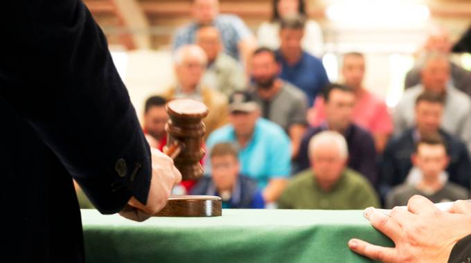 Versteigerung © GDM photo and video Versteigerung in einem Raum voller Menschen