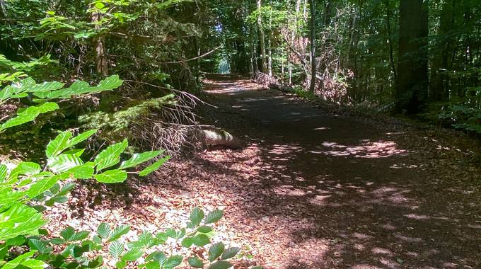 Das Siebengebirge bietet an Hitzetagen viele Möglichkeiten zum Abkühlen. © Stadt Königswinter/Pressestelle Waldweg im Siebengebirge