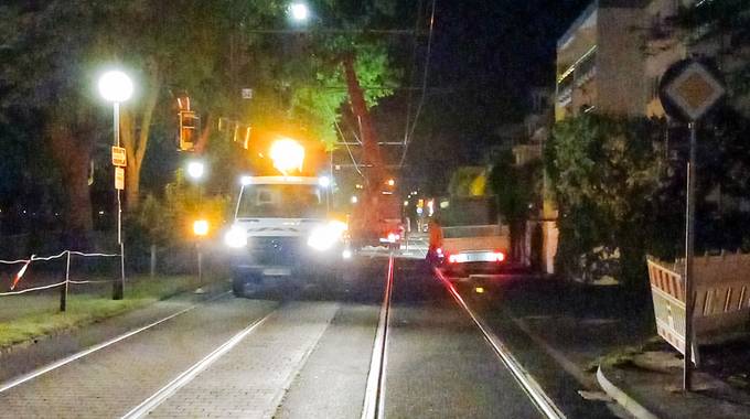 An der Rheinallee werden nachts die Bäume beschnitten