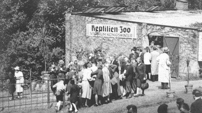 Besucherandrang im Reptilienzoo „Vivarium Königswinter“, 1930er Jahre © Familienarchiv McCormack Besucherandrang im Reptilienzoo „Vivarium Königswinter“, 1930er Jahre