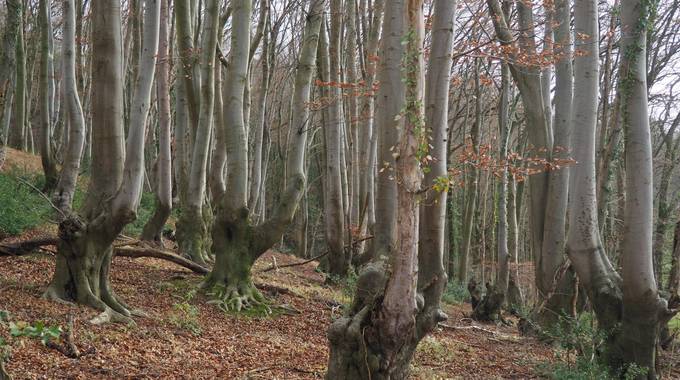 Durchgewachsene Rahmbuchen am Weilberg © Joern Kling, 2022 Durchgewachsene Rahmbuchen am Weilberg
