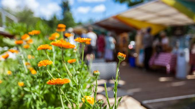 Symbolbild Markt im Sommer © valmedia – stock.adobe.com Symbolbild Markt im Sommer mit orangenen Blumen im Vordergrund